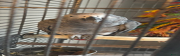 Mixed Breed birds for sale: African grey (male) - Advert 2