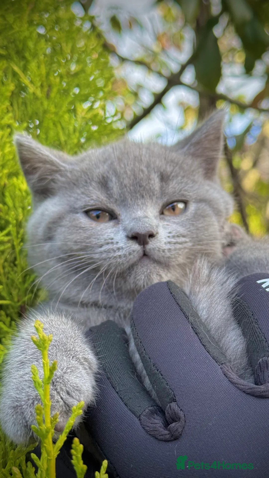 British Shorthair cats for sale: Adorable British Shorthair Blue and Lilic kittens - Advert 36
