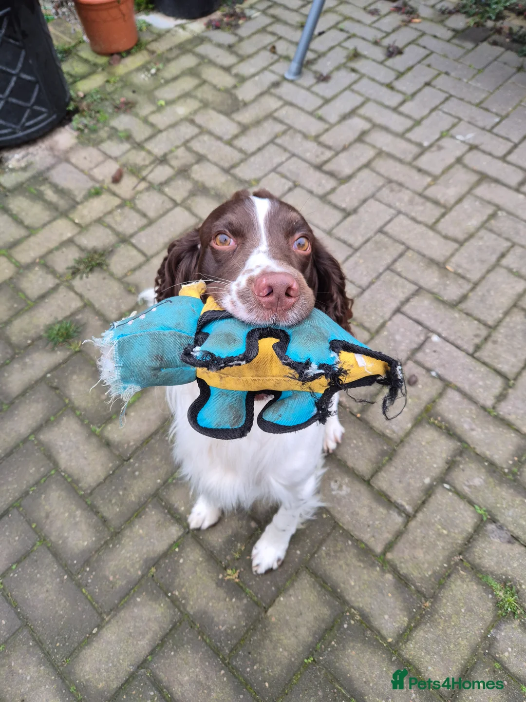 English Springer Spaniel dogs for stud: PROVEN ESS for stud amazing genealogy NOT FOR SALE in Tamworth - Advert 15