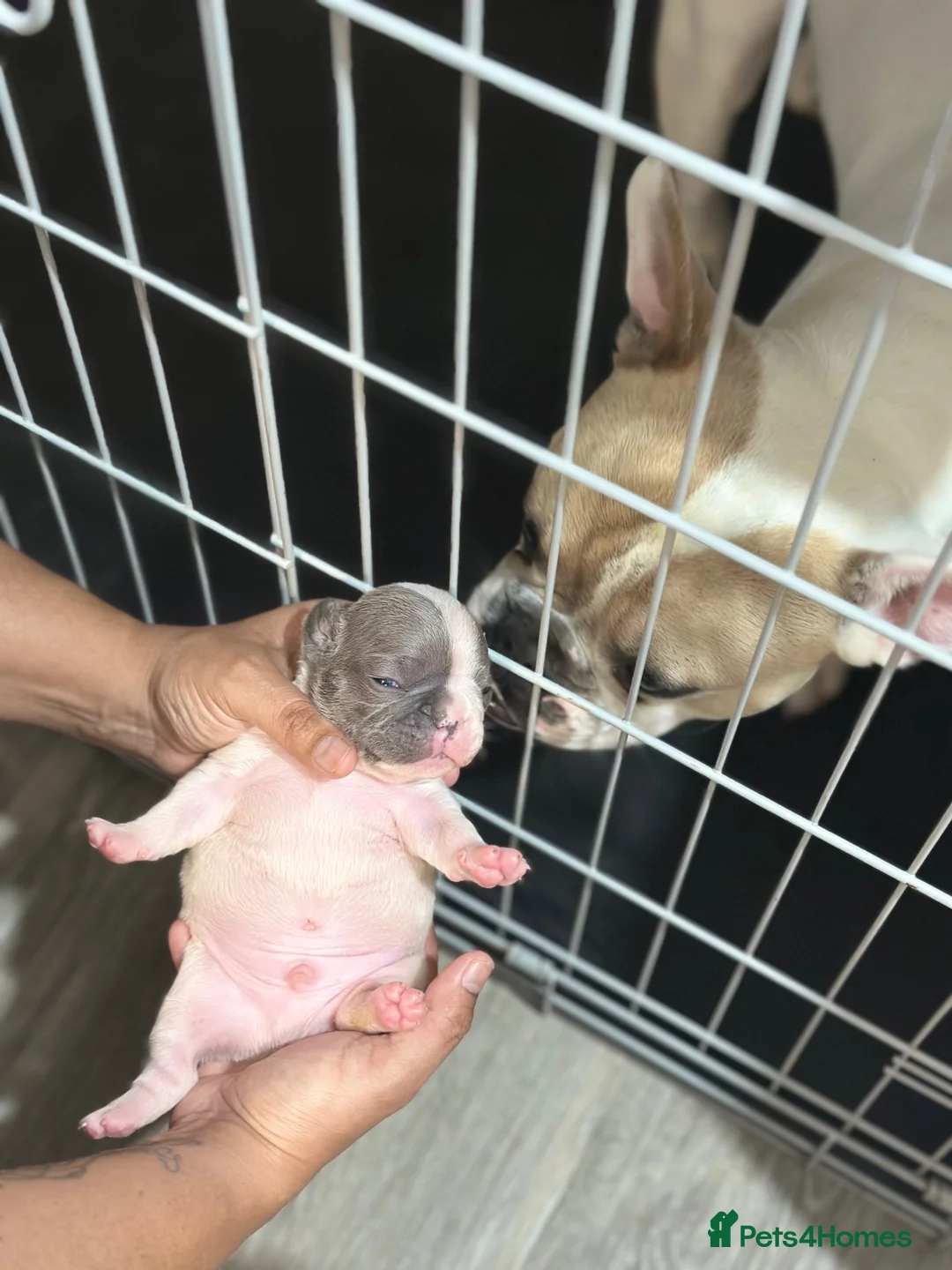 French Bulldog dogs for sale: Puppies for sale  - Advert 2