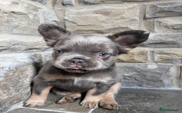 French Bulldog dogs for sale: 4 Fluffy French Bulldogs FOR SALE  - Image 21