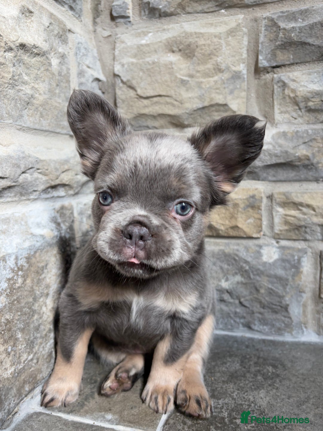 French Bulldog dogs for sale: 4 Fluffy French Bulldogs FOR SALE  - Image 21