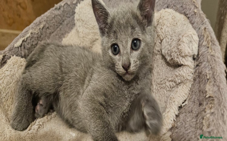 Russian Blue cats - Advert 1