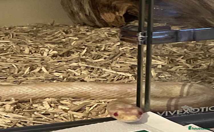 Corn Snake reptiles - Advert 1