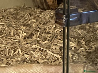 Corn Snake reptiles for sale - Advert 1