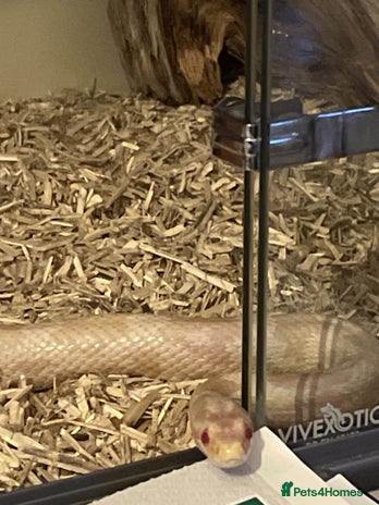 Corn Snake reptiles - Advert 1