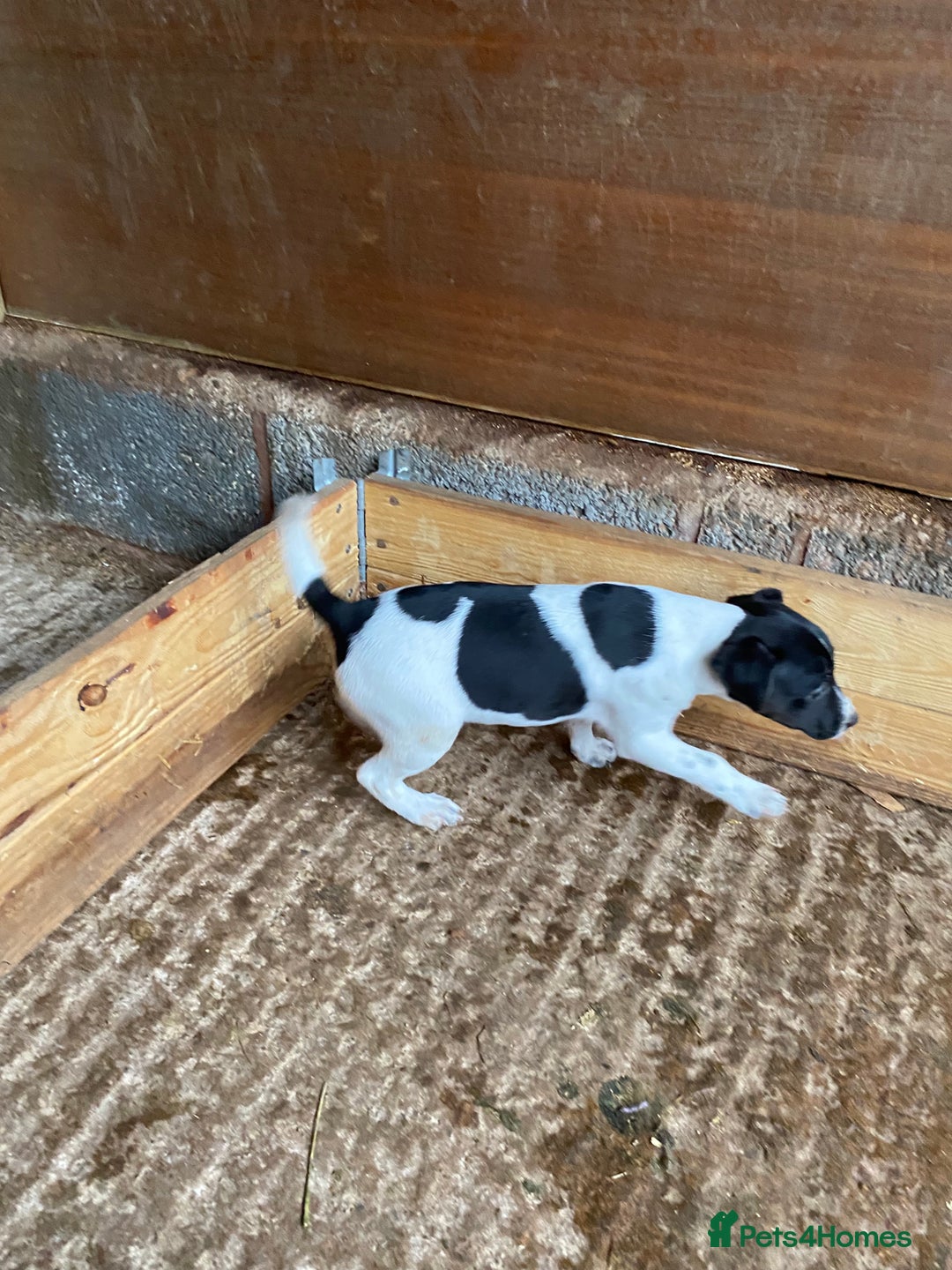 Mixed Breed dogs for sale: Jack Russell X terrier male - Advert 3
