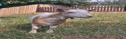 Goats livestock for sale: Two Friendly Female Pygmy Goats in Wimborne - Advert 6