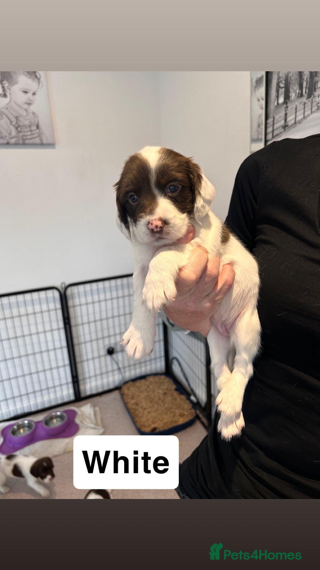 English Springer Spaniel dogs for sale: 2 GIRLS LEFT - English Springer Spaniel Puppies - Image 14