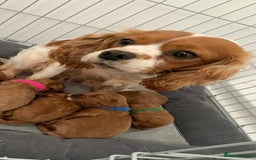 Cavapoo dogs for sale: F1 toy cavapoos health tested  - Image 16