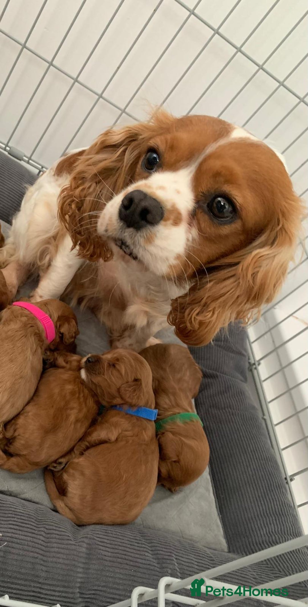 Cavapoo dogs for sale: F1 toy cavapoos health tested  - Image 16