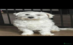Mixed Breed dogs for sale: West highland terrier x Bichon Frise pups for sale - Image 2