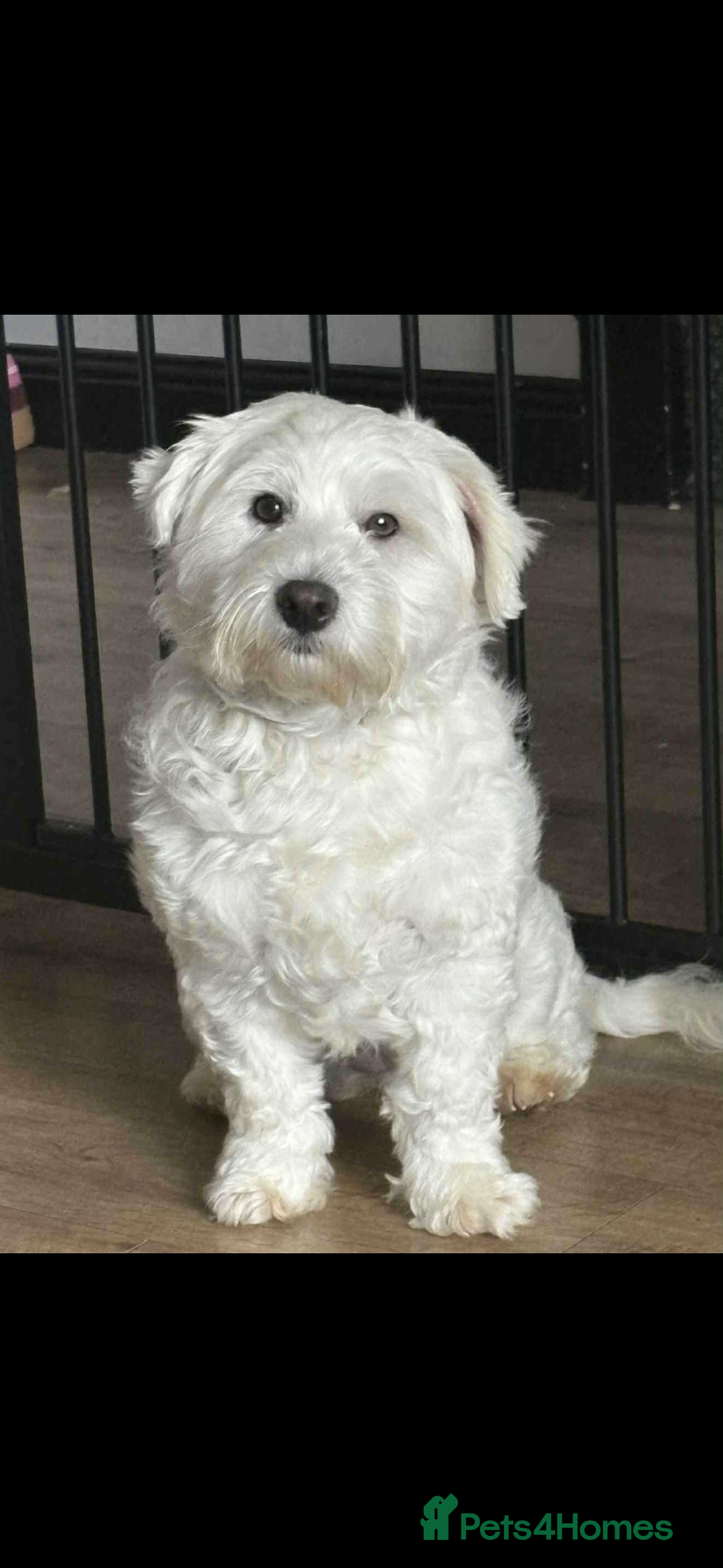 Mixed Breed dogs for sale: West highland terrier x Bichon Frise pups for sale - Image 2