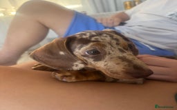 Miniature Dachshund dogs for sale: Beautiful Dolly - Image 3
