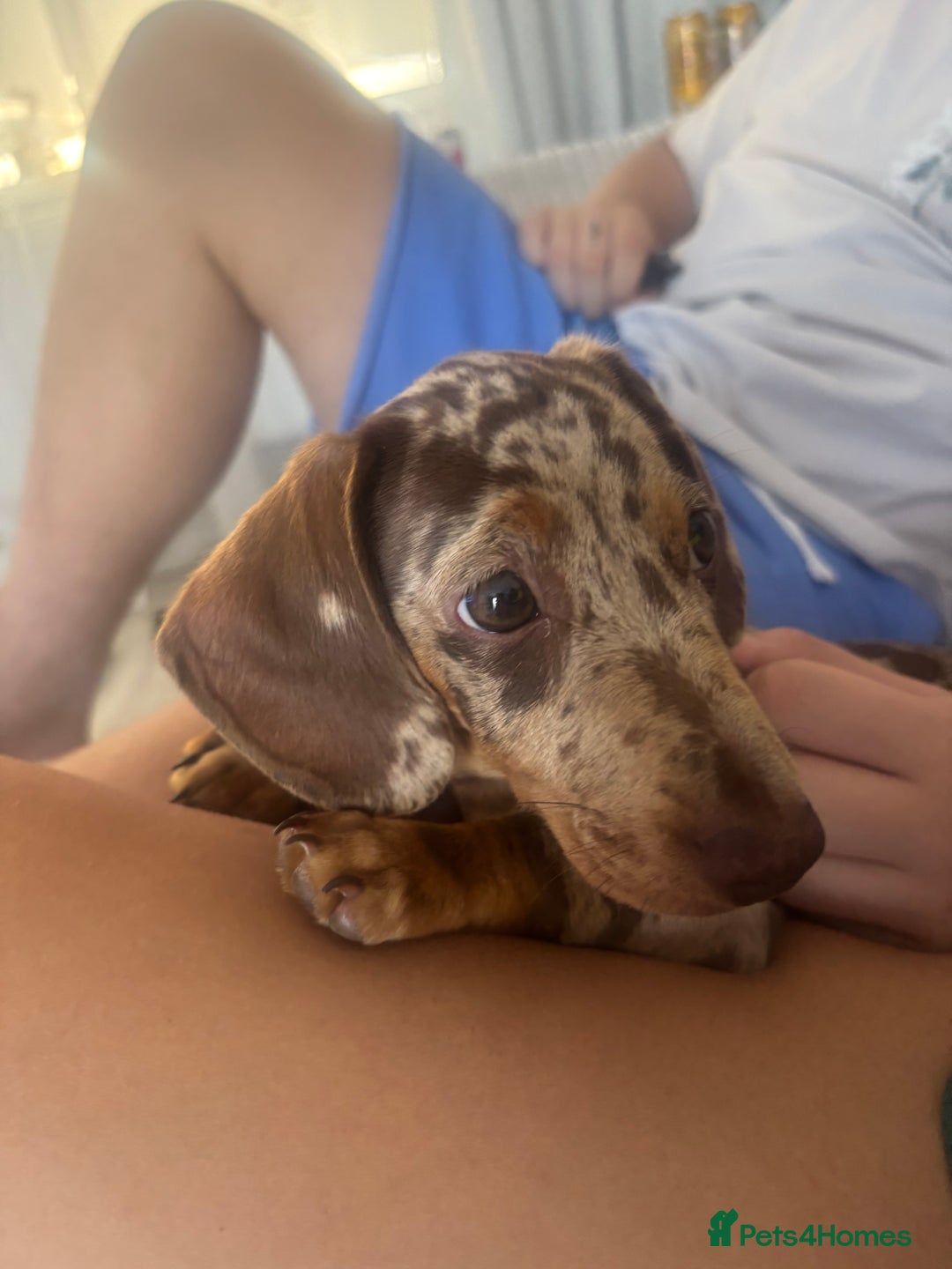 Miniature Dachshund dogs for sale: Beautiful Dolly - Image 3