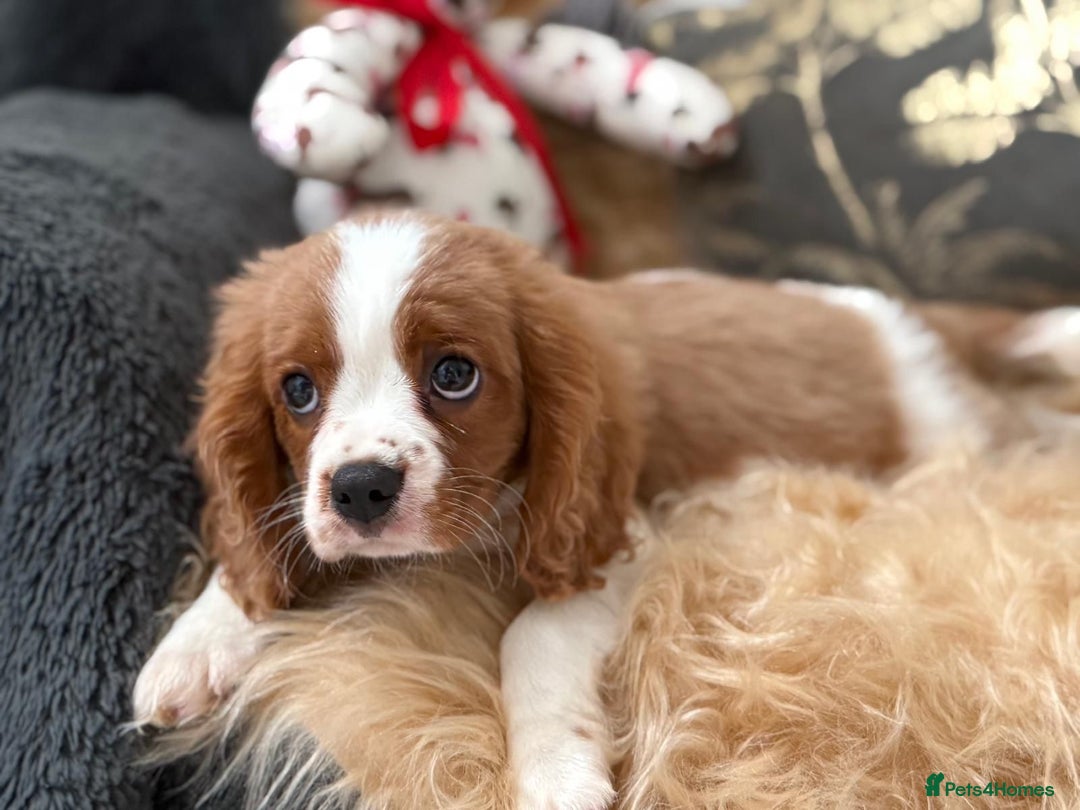 Cavalier King Charles Spaniel dogs for sale: Stunning Cavalier King Charles Spaniel Puppies  in Stafford - Image 14