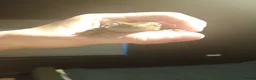 Frog reptiles for sale: Whites tree frogs in Grimsby - Advert 4