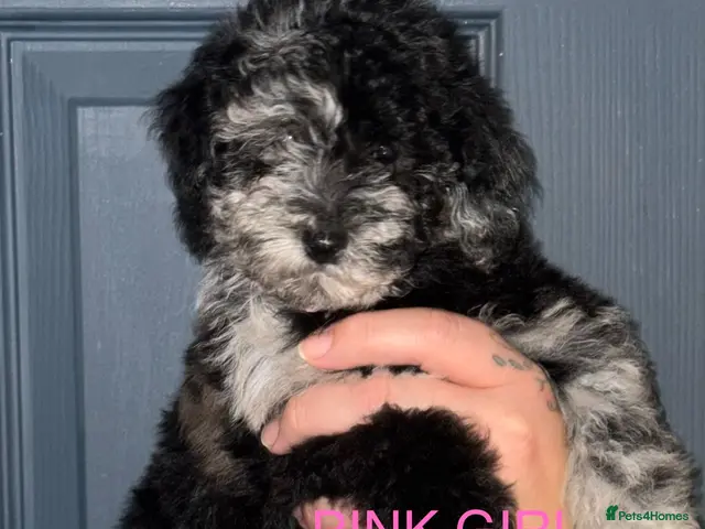 Toy Poodle dogs for sale: For sale 1 Stunning Asian/ toy poodle puppy - Advert 18