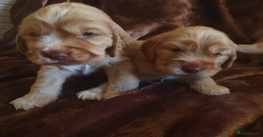 Cocker Spaniel dogs - Advert 4