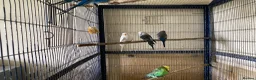 Budgerigars birds for sale: 8 budgies searching for their new homes  - Advert 5