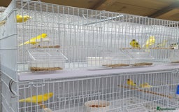 Canaries birds for sale: Canary for sale  - Image 5
