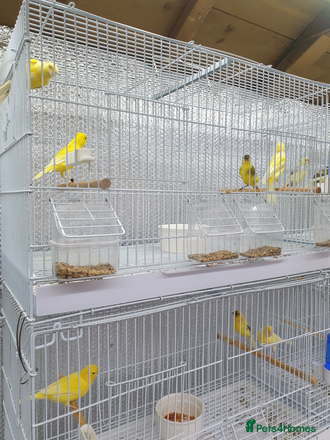 Canaries birds for sale: Canary for sale  - Image 5