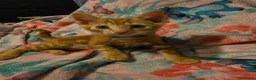 Mixed Breed cats for sale: 7 beautiful kittens - Advert 17