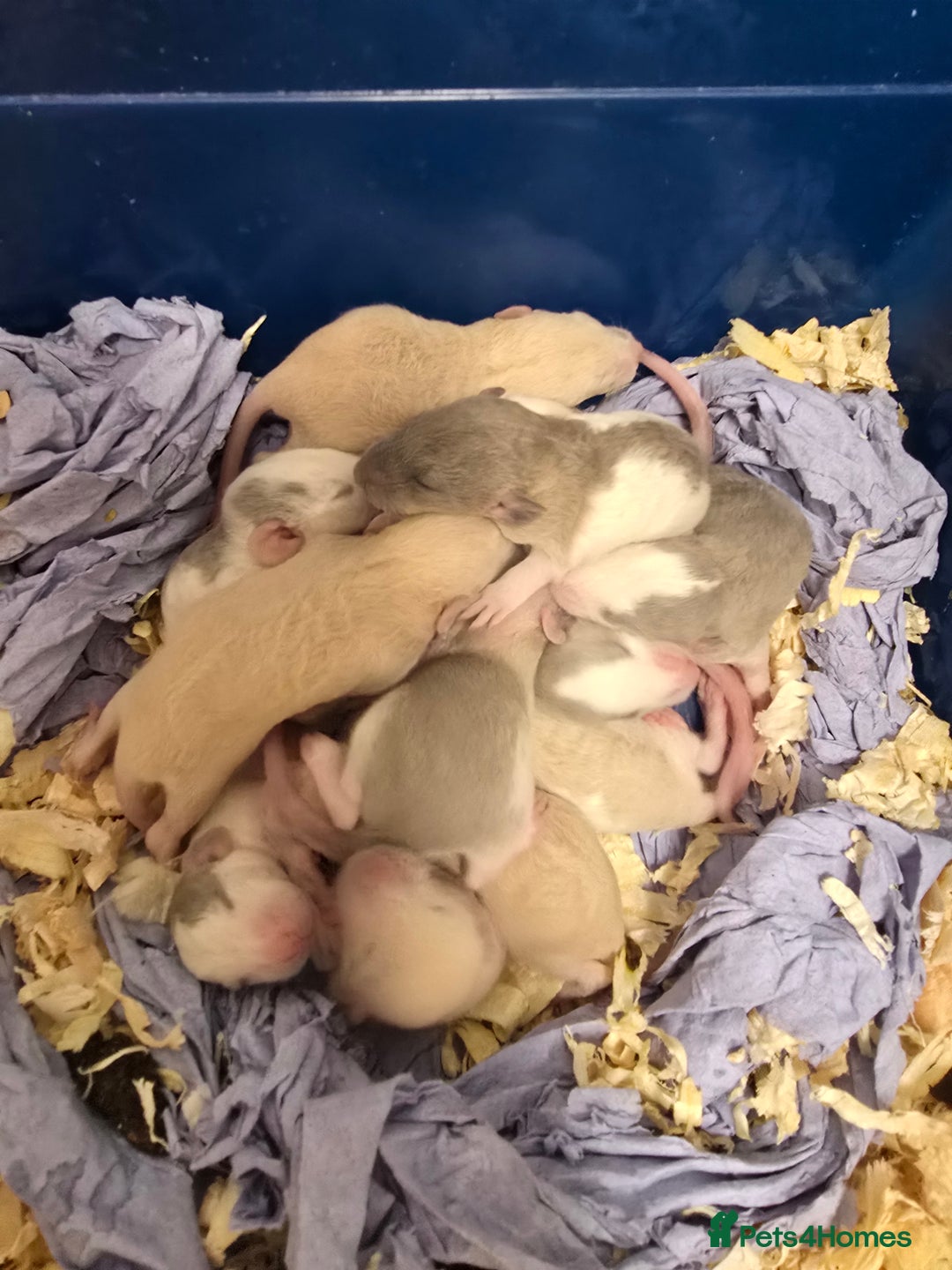 Rat rodents for sale: Babies rats, rex, dumbos and fancy - Image 35