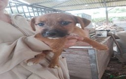 Mixed Breed dogs for sale: 6 lakeland terrier cross bitchs - Image 12
