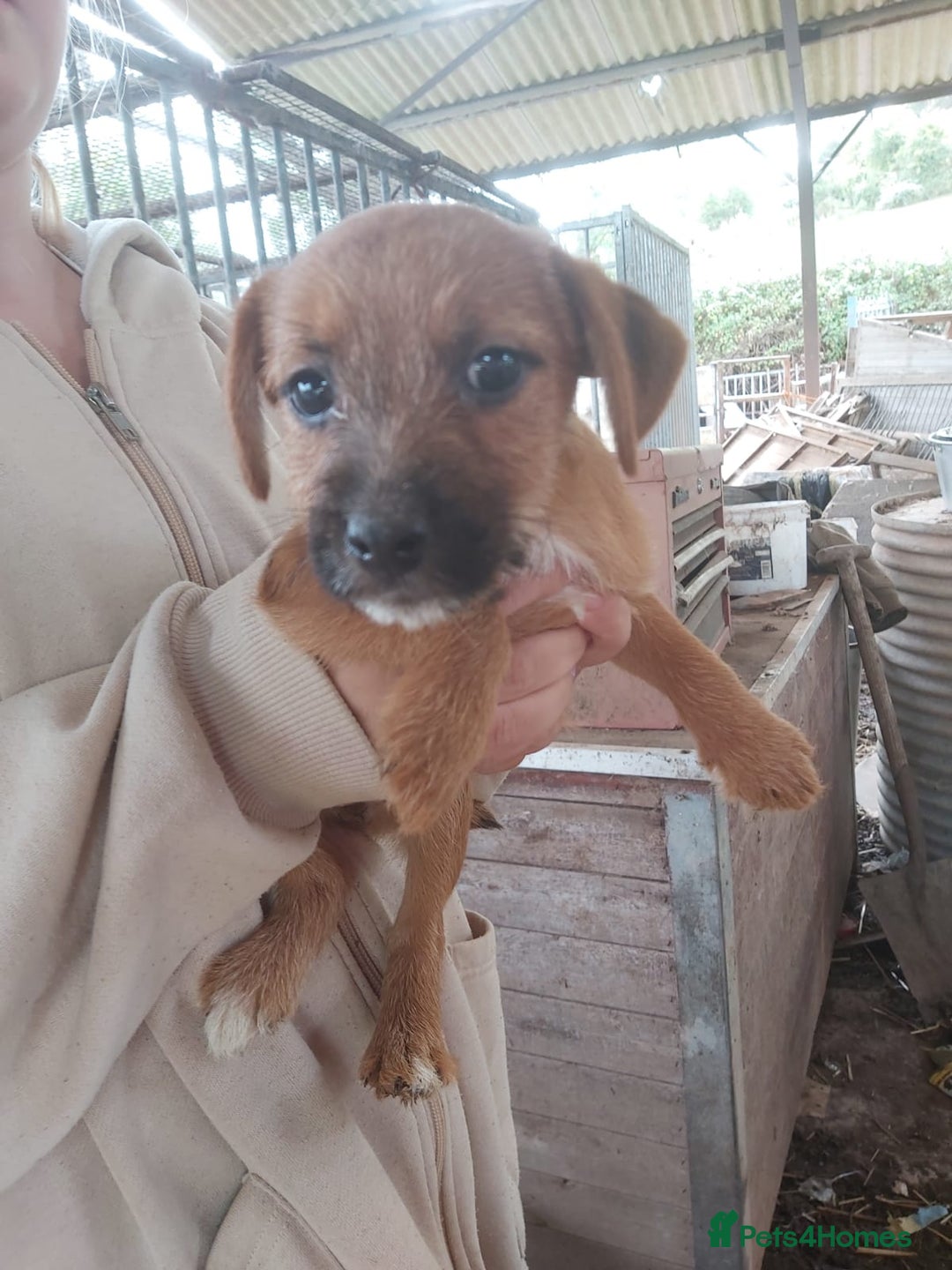 Mixed Breed dogs for sale: 6 lakeland terrier cross bitchs - Image 12