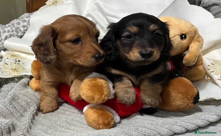 Dachshund dogs - Advert 2