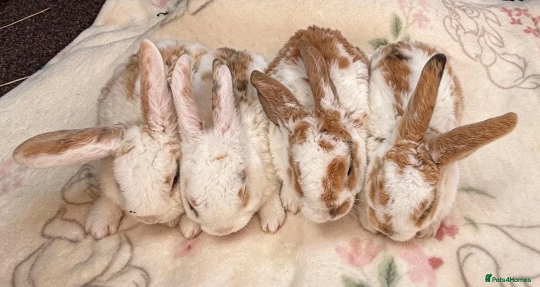 Mini Lop rabbits for sale: Mini Plush Lops  - Advert 2