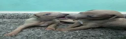 Italian Greyhound dogs for sale: Beautiful Italian Greyhound Puppies - Advert 9