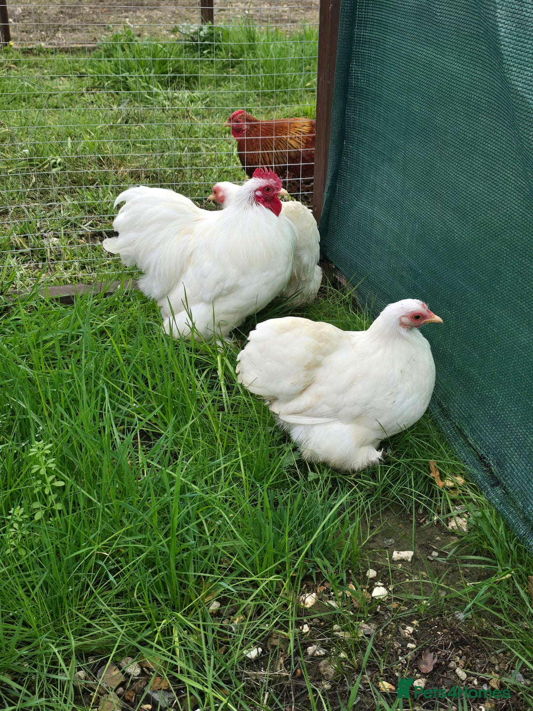 Chickens poultry for sale: White Pekin Bantam Trio - Advert 2