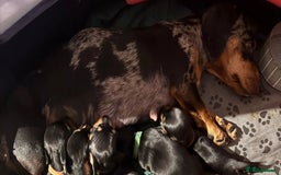 Chihuahua dogs for sale: Miniature dashshund Only 8 weeks old - Image 16