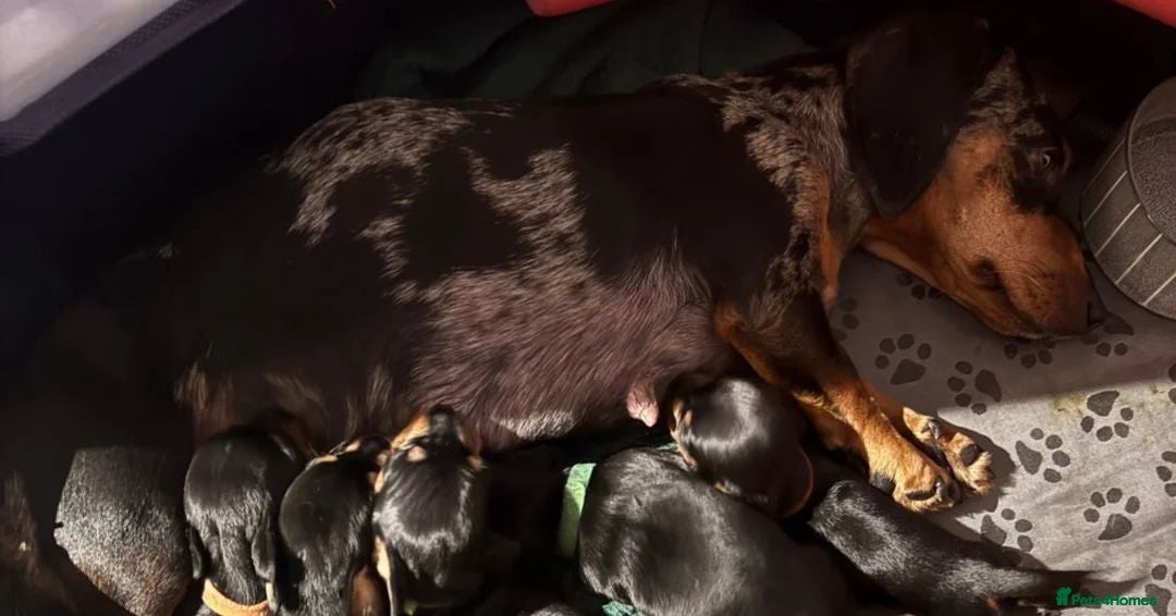 Chihuahua dogs for sale: Miniature dashshund Only 8 weeks old - Image 16