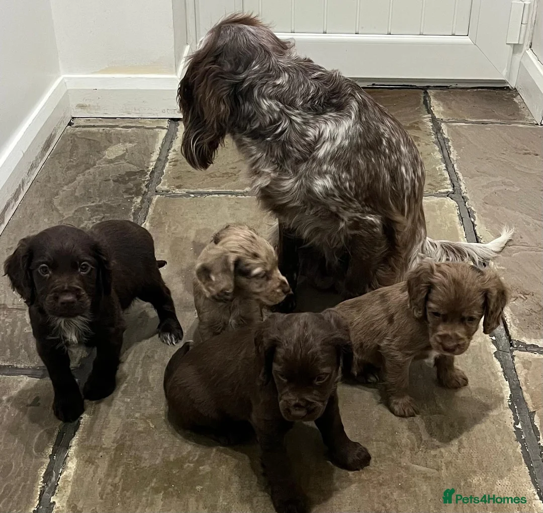 Cocker Spaniel dogs for sale: Cocker spaniels - Advert 6