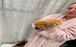 British Longhair cats for sale: Long hair fluffy kittens ginger male available  - Image 3