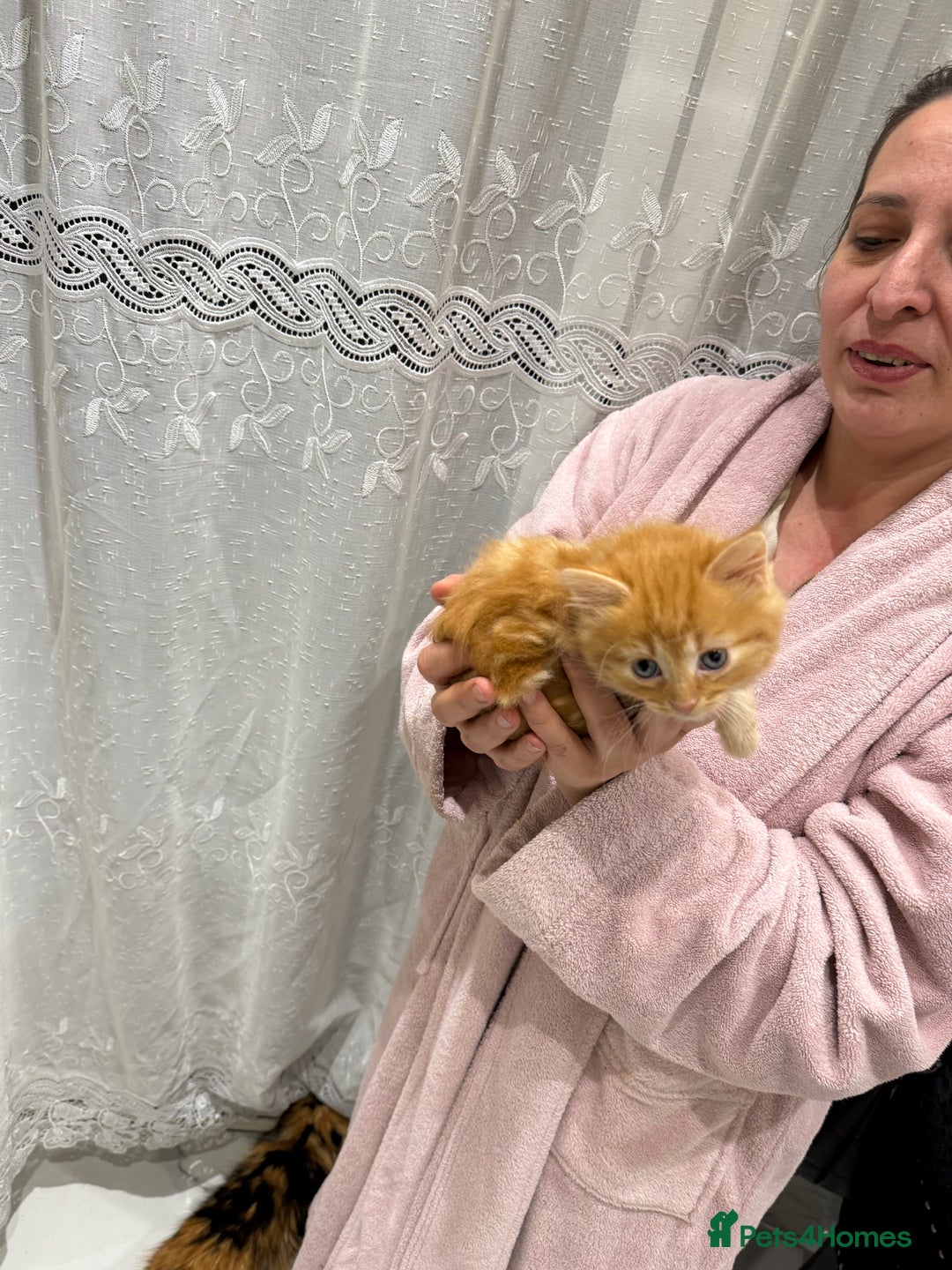 British Longhair cats for sale: Long hair fluffy kittens ginger male available  - Image 3