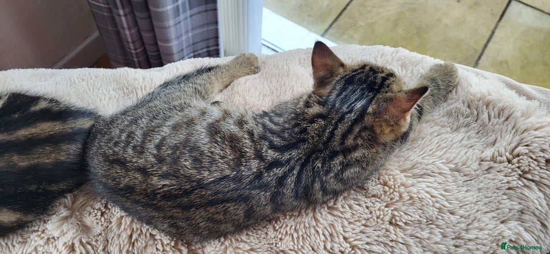 Mixed Breed cats for sale: Mixed breed, both female, ready to go now! - Image 7