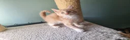 Maine Coon cats for sale: Maine Coon kittens  in Northampton - Advert 23
