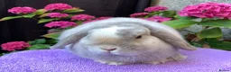 Mini Lop rabbits for sale: Gorgeous baby mini lop boys ready now in Paisley - Advert 10