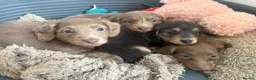 Miniature Dachshund dogs for sale: READY TO LEAVE unreal long hair KC stunning💙💕 - Advert 20