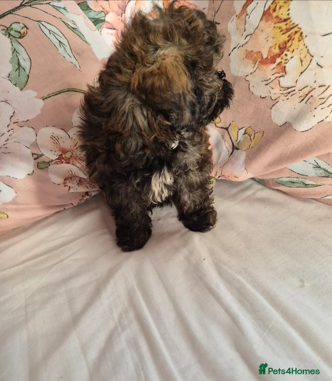 Shih Tzu dogs for sale: Beautiful shih-tzu - Advert 2