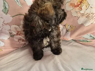 Shih Tzu dogs Shihpoos - Advert 15