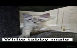 Ragdoll cats for sale: 3 beautiful ragdolls seal point/tabby point - Image 7