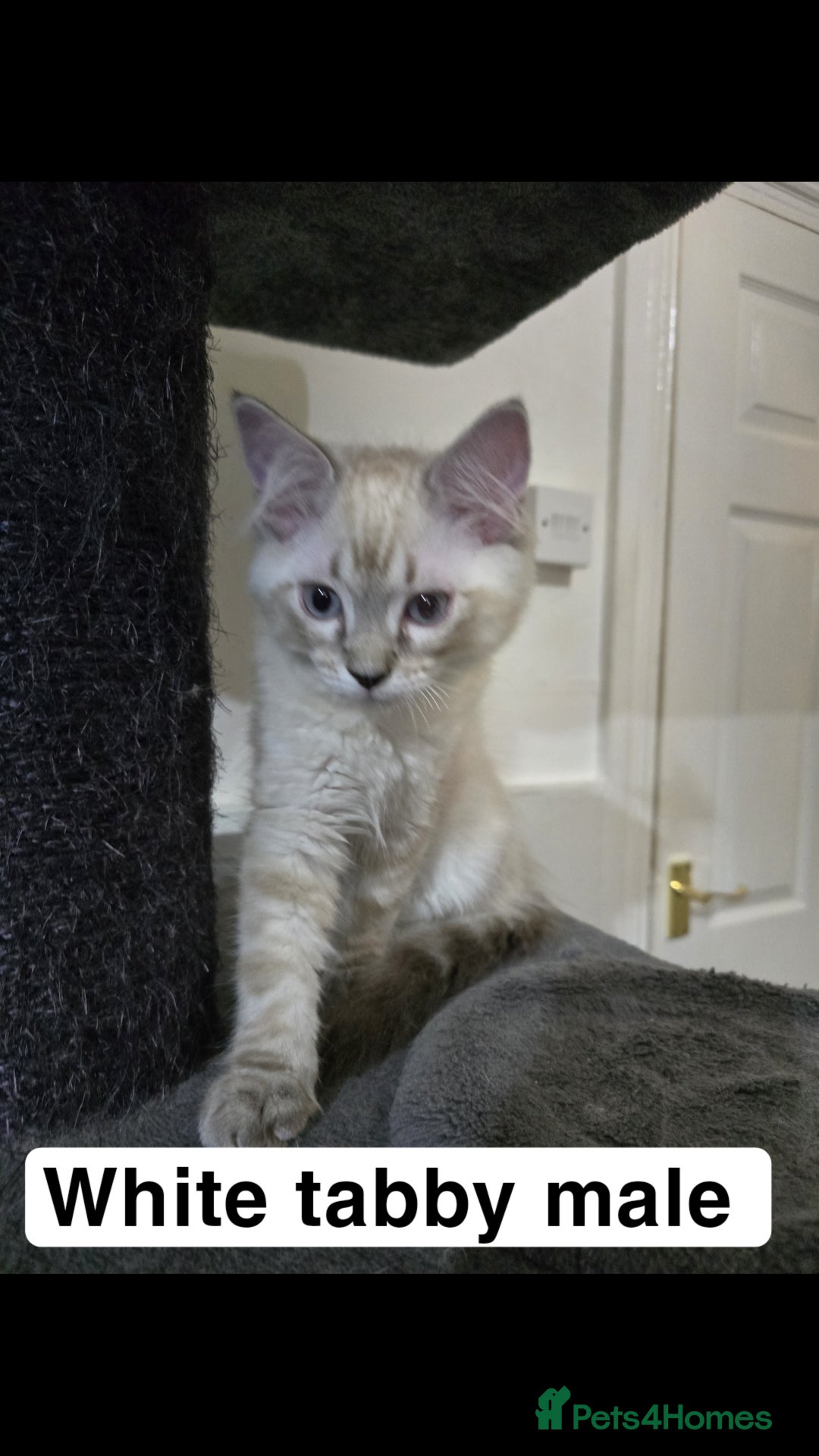 Ragdoll cats for sale: 3 beautiful ragdolls seal point/tabby point - Image 7
