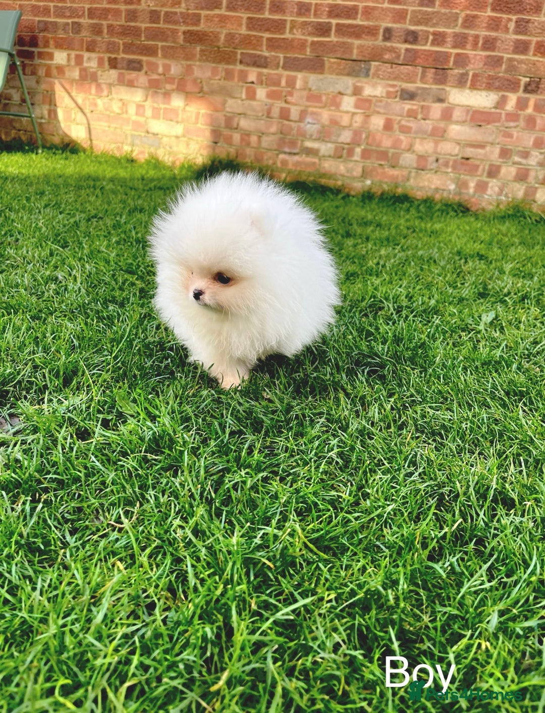 Pomeranian dogs for sale: Very Tiny🧸 Teddy Face🐻Top Quality 🔥 - Image 5