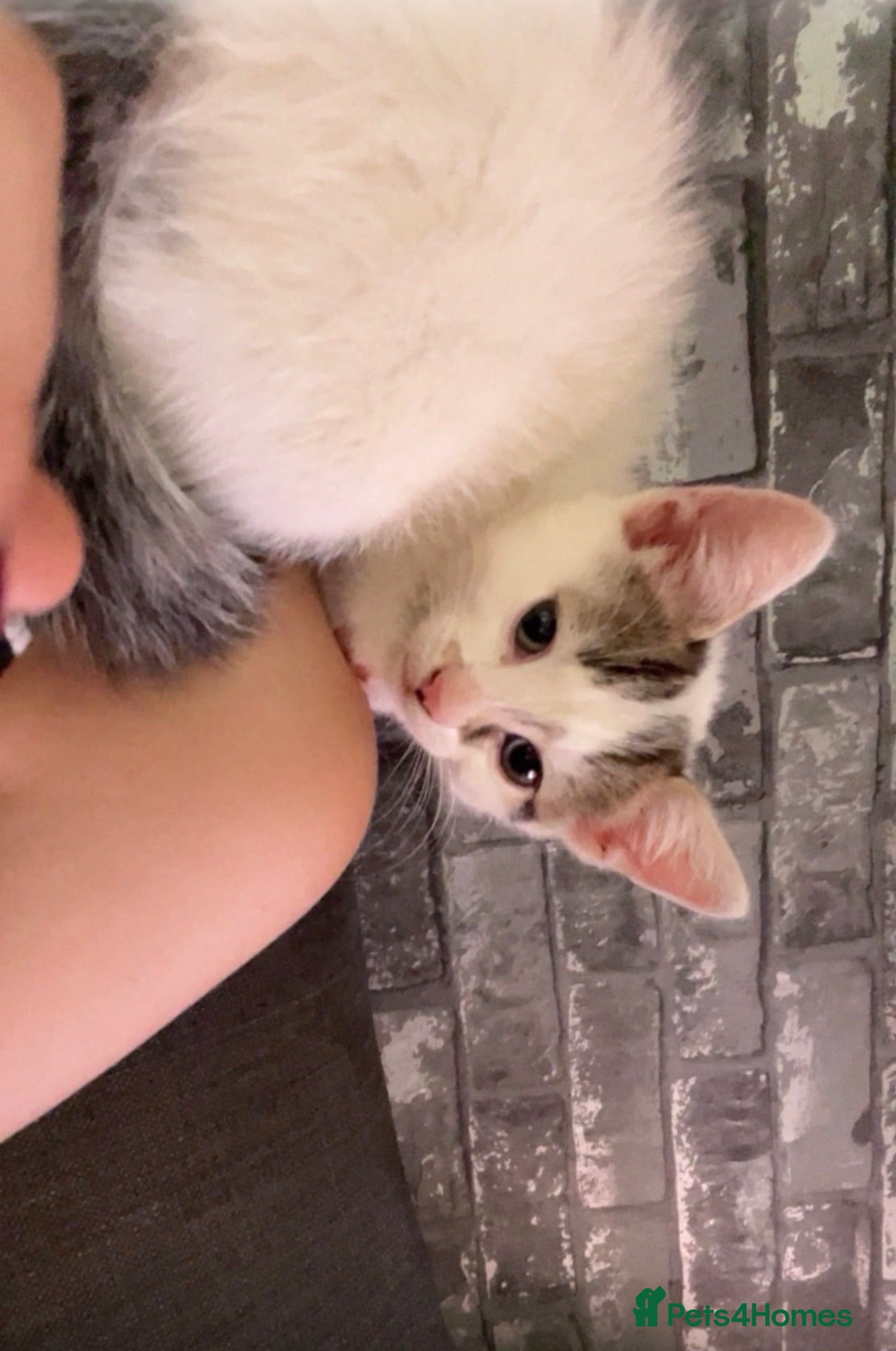 Mixed Breed cats Two mixed kittens mum half Norwegian Forrest cat  - Advert 5