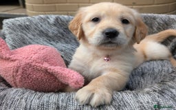 Golden Retriever dogs for sale: Gorgeous Golden Retriever puppies - Image 7